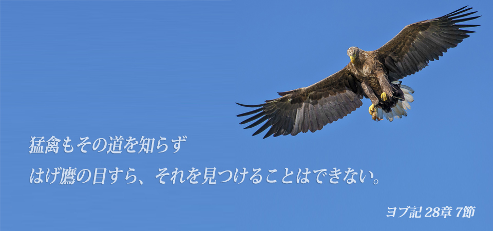 空を舞う禿鷹の写真