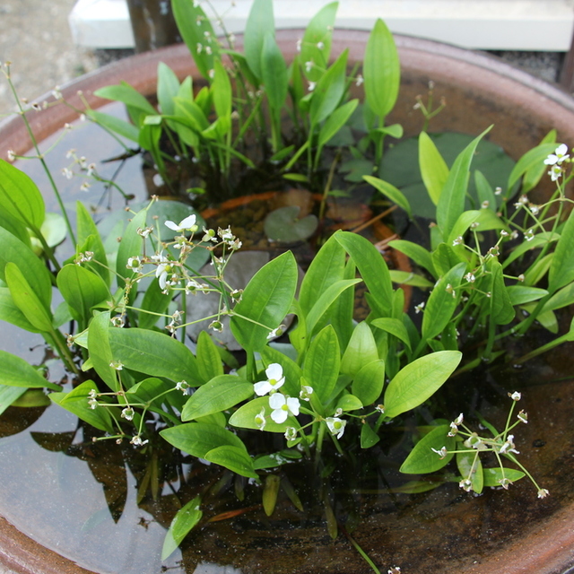 教会入り口の睡蓮鉢。めだかやヌマエビが元気に泳ぎまわり、睡蓮が蕾をつけ、ナガバオモダカが白い花を咲かせています。いつでもどうぞ見にいらしてください。
