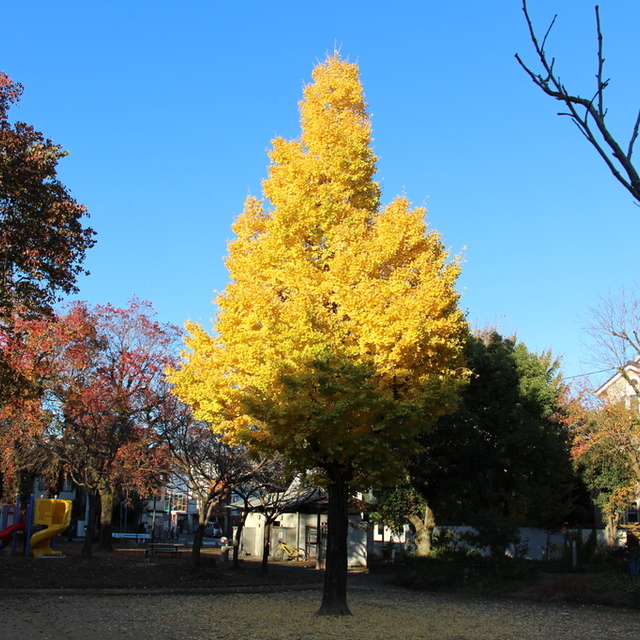 教会前にある公園の銀杏の木が美しく紅葉していました。