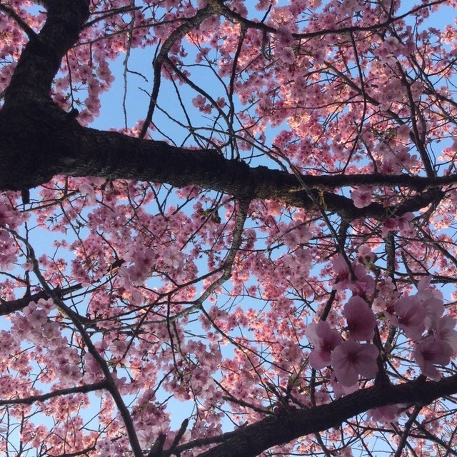高知教会前の公園に咲く陽光桜